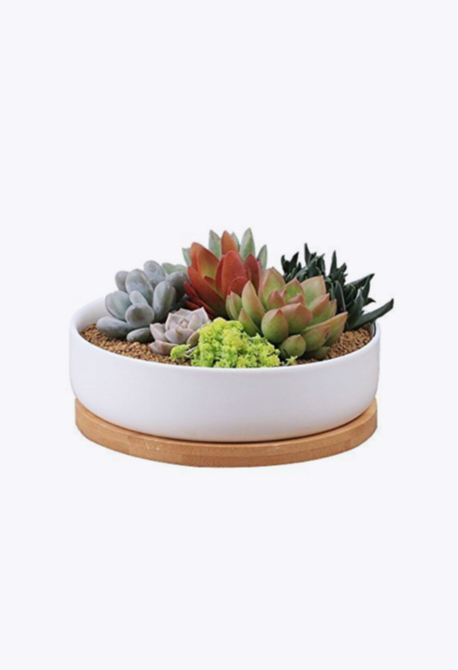 Modern White Ceramic Planter